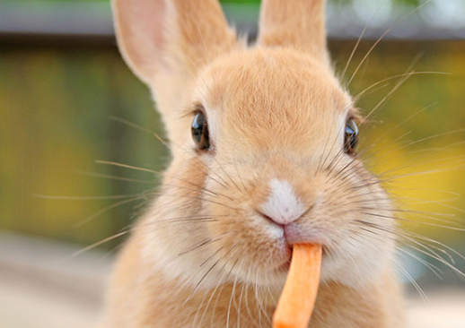 【和む】知らないお宅の窓辺に、うさぎと猫と犬が並んで座って外を見てた。思わず「可愛いー！」って言ったら笑い声がして