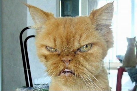 ugly-cats-13