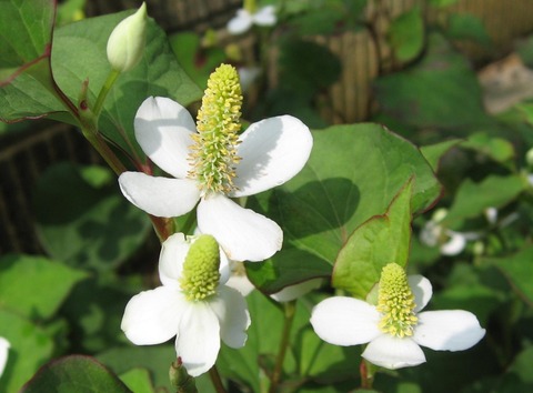 121223699423116232067